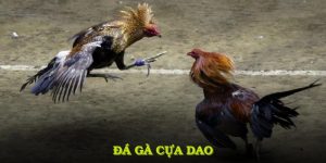 đá gà cựa dao